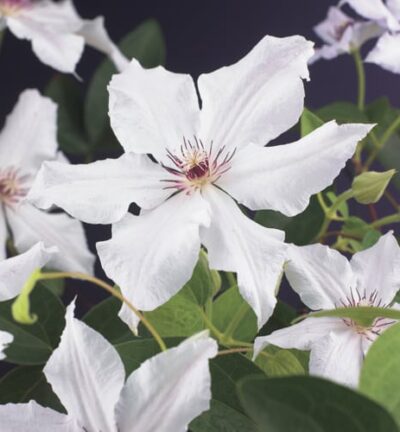 Clematis 'Snow Queen´ - Bosrank