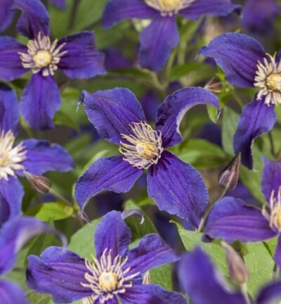 Clematis 'So many Blue flowers´ - Bosrank
