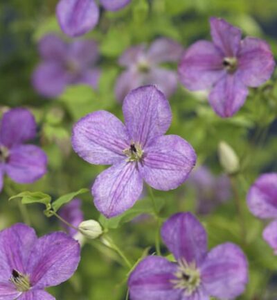 Clematis 'So many Lavender flowers´ - Bosrank