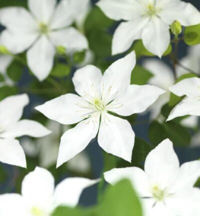 Clematis 'So many White flowers´ - Bosrank