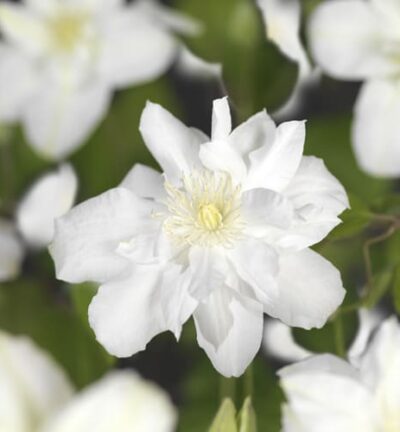 Clematis 'Sylvia Denny´ - Bosrank