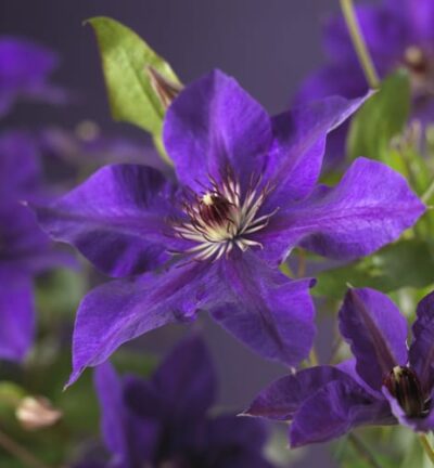 Clematis patens 'The President' - Bosrank