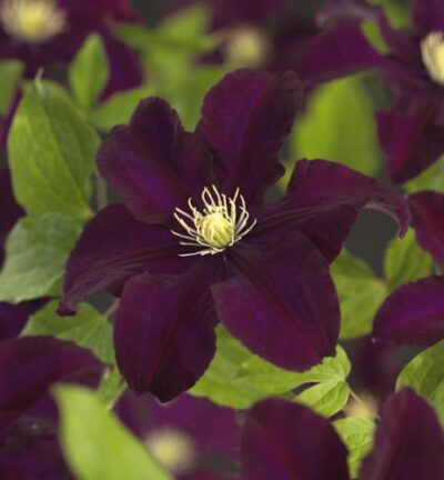 Clematis 'Warszawska Nike´ - Bosrank