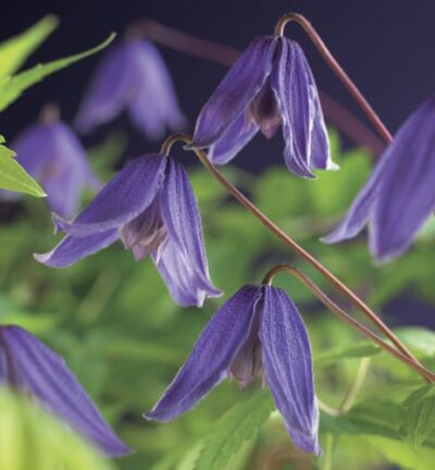 Clematis alpina 'Helsingborg´ - Alpenbosrank