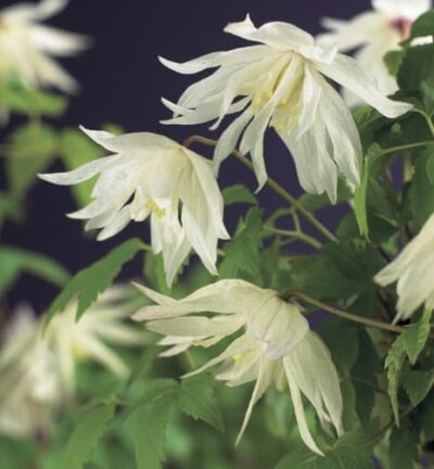 Clematis alpina 'Albina Plena´ - Alpenbosrank