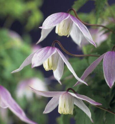Clematis alpina 'Willy´ - Alpenbosrank