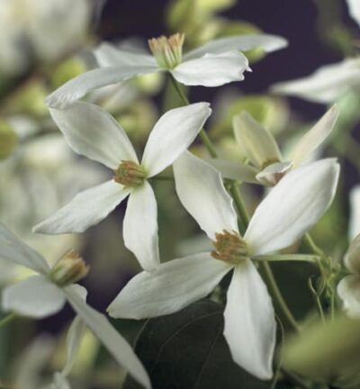Clematis armandii -  Bosrank, Groenblijvend