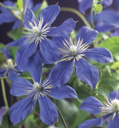Clematis 'Arabella´ - Bosrank
