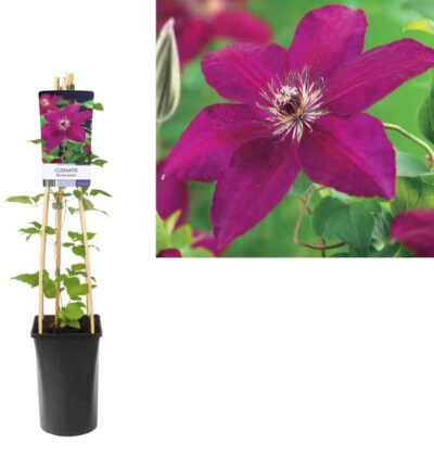Clematis 'Westerplatte´ - Bosrank