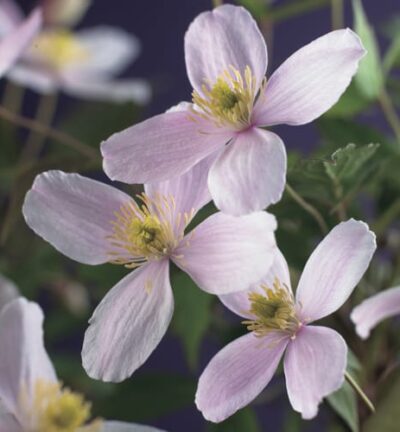 Clematis montana 'Fragrant Spring'  -  Bosrank