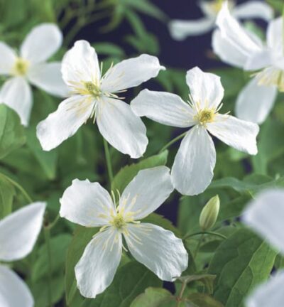 Clematis montana 'Grandiflora' - Bosrank