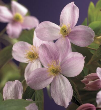 Clematis montana 'Mayleen'  -  Bosrank
