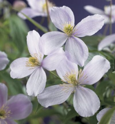 Clematis montana 'Pink Perfection' - Bosrank