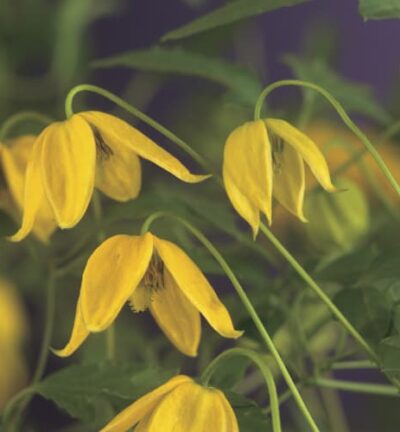 Clematis tibetana subsp tangutica - Bosrank I Gouden Clematis