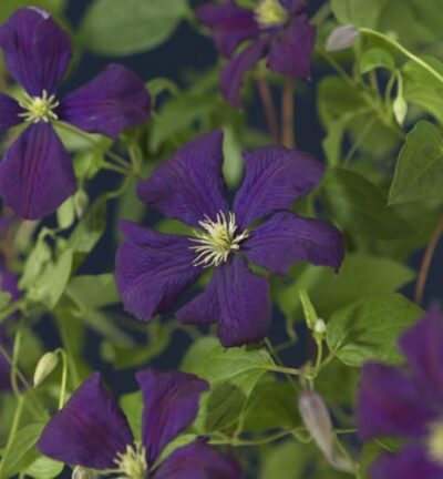 Clematis viticella ´Etoile Violette´ - Bosrank