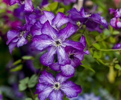 Clematis viticella ´Super Nova´ - Bosrank