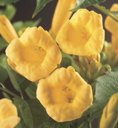 Campsis radicans 'Flava' - Trompetklimmer