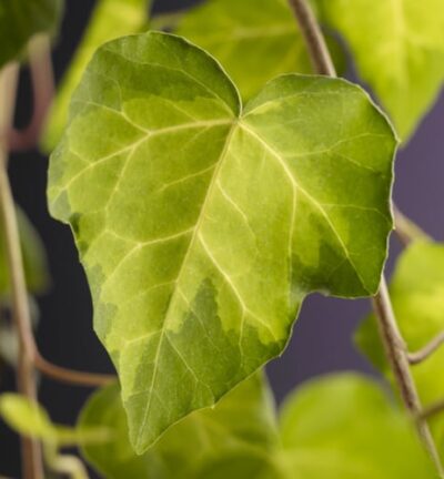 Hedera colchica 'Sulphur Heart' - Kaukasische Klimop