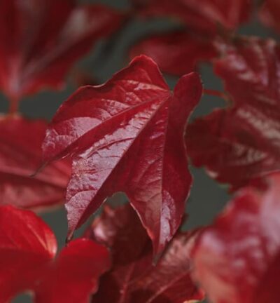 Parthenocissus tricuspidata Veitchii  -  Wingerd