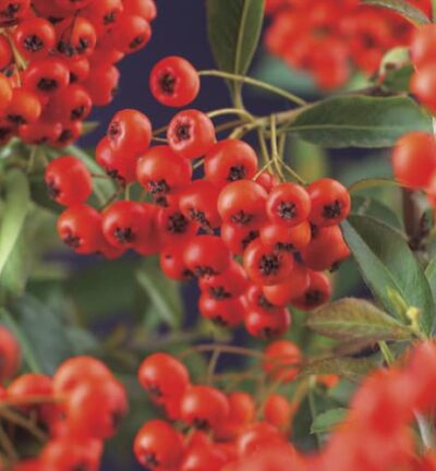 Pyracantha coccinea 'Red Column' - Vuurdoorn