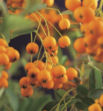Pyracantha 'Soleil d'Or' - Vuurdoorn