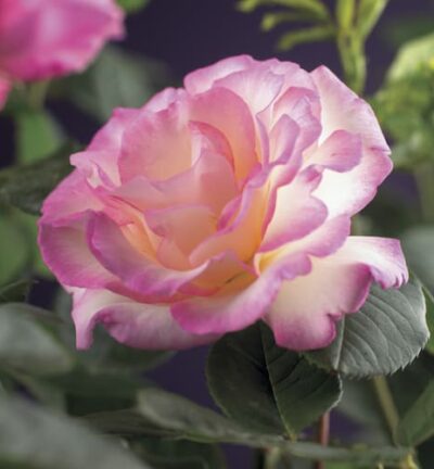 Rosa ´Pink Candy´ - Klimroos