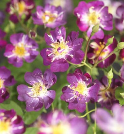 Rosa ´Veilchenblau´ - Klimroos