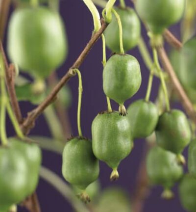 Actinidia arguta 'Issai' - Kiwiplant
