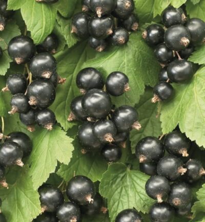 Ribes Nigrum 'Ben Nevis' - Zwarte bes