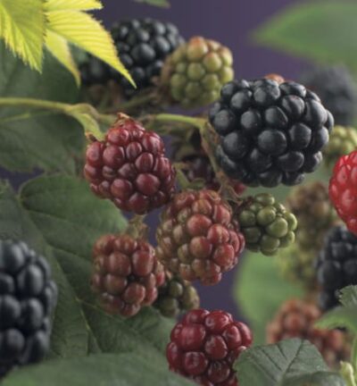 Rubus fruticosus 'Thornfree' - Doornloze Braam