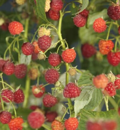 Rubus idaeus 'Autumn bliss' - Herfstframboos