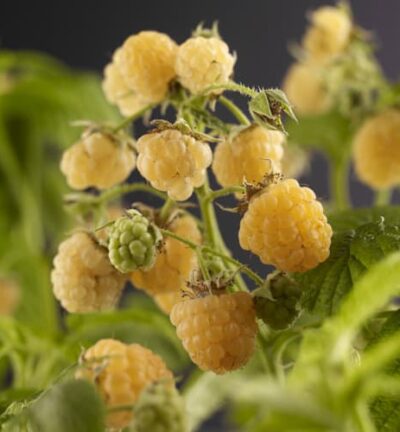 Rubus idaeus 'Fallgold' - Gele Herfstframboos