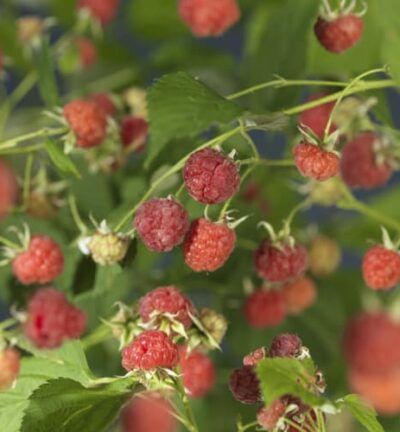 Rubus idaeus 'Malling Promise' - Rode Framboos