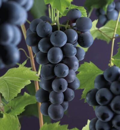 Vitis vinifera 'Boskoop Glory' - Blauwe druif