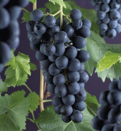 Vitis vinifera 'Frankenthaler'  -  Blauwe druif