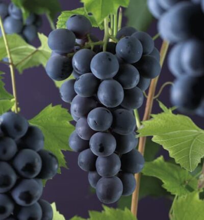 Vitis vinifera 'Rembrandt'  -  Blauwe druif