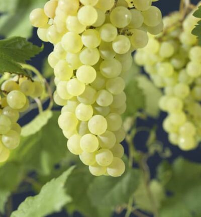 Vitis vinifera 'Vroege van der Laan' - Witte druif