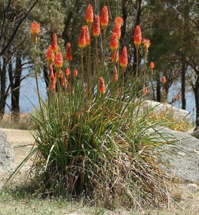 Kniphofia uvaria 'Grandiflora' - Vuurpijl