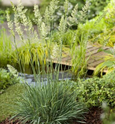 Koeleria Glauca -  Fakkelgras