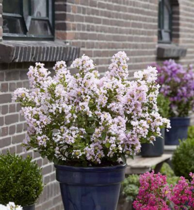 Lagerstroemia indica With Love Babe - Lagerstroemia