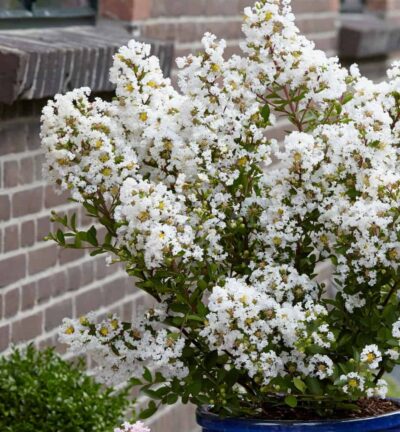 Lagerstroemia indica With Love Virgin - Lagerstroemia