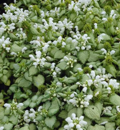 Lamium maculatum 'White Nancy' - Dovenetel