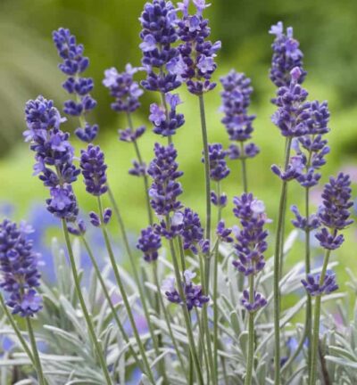Lavandula 'Richard Gray' - Lavendel