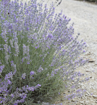 Lavandula angustifolia - Lavendel