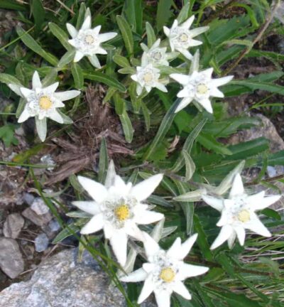 Leontopodium alpinum - Edelweiss