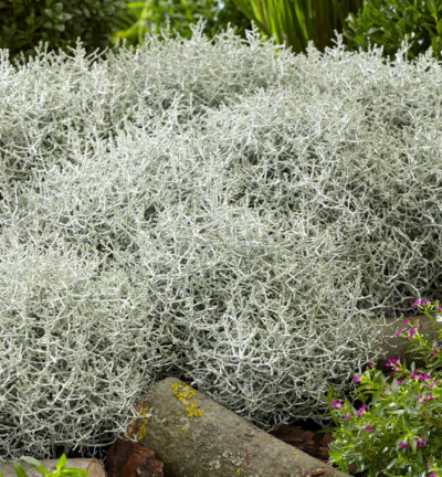 Leucophyta brownii - Zilverstruikje ( = Calocephalus)