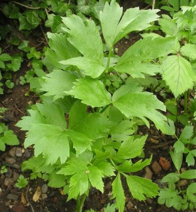 Levisticum officinalis - Maggiplant