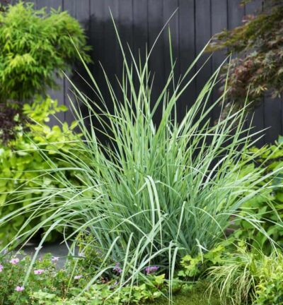 Leymus arenarius - Zandhaver