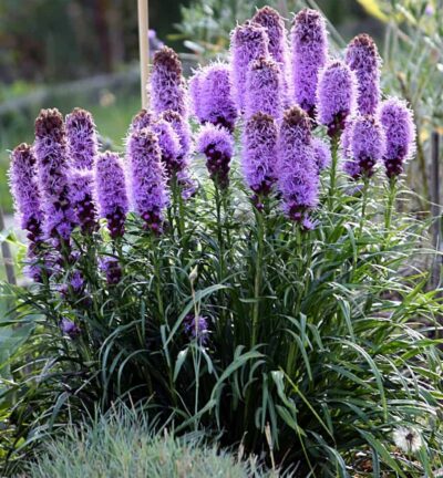 Liatris spicata - Knopige slangenwortel