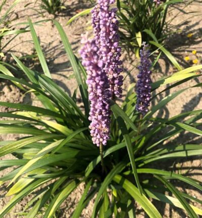 BIO Liriope muscari 'Big Blue' - Leliegras
